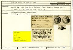 Karteikarte zum Holotyp von Rotalia maculata Stache, 1864